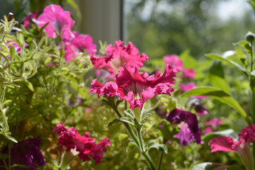 Obraz premium Beautiful garden on the balcony with blooming petunias.