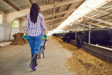 Rear view of a young woman walks with a wheelbarrow past the cows in the stable.