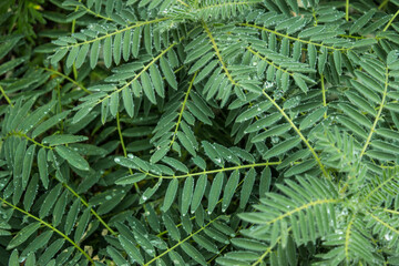 fern leaves in the forest