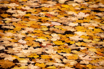 Autumn leaves on pond
