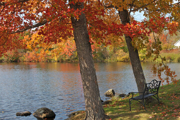 Bench and Foliage