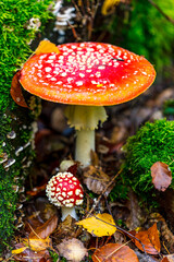 Fliegenpilz