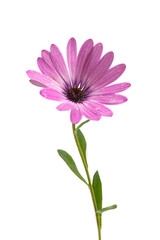 Osteospermum Daisy