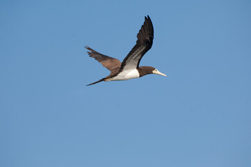 Sea Bird in flight3