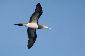 Sea Bird in flight 2