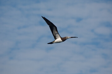 Sea Bird in flight 1