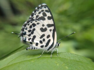 butterfly on leaf