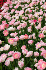 A large number of large pink tulips. Beautiful flowers.