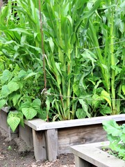 beds in a vegetable garden