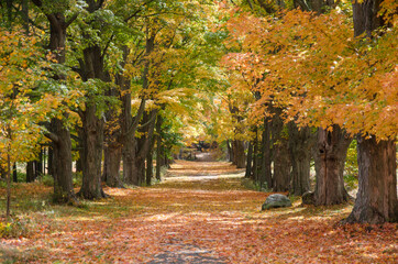 Fototapeta na wymiar Fall in New England