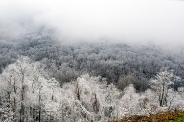 Obraz na płótnie Canvas Smokey Mountain Frost
