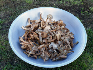 Mushrooms in a metal bowl.