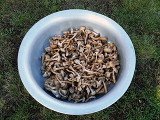 Mushrooms in a metal bowl.