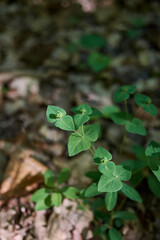 Euphorbia dulcis