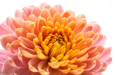 beautiful chrysanthemum flower isolated