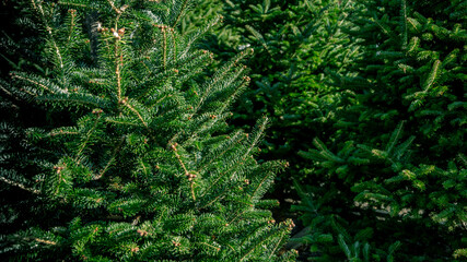 Closeup of various evergreen fir and pine tree for sale in holiday tree lot