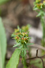 Euphorbia exigua
