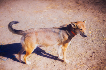 Beautiful red pregnant dog in the summer in the yard