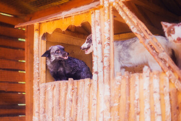 A fox rescued from a fur farm in a shelter in summer