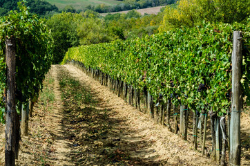 Fototapeta na wymiar Grape havest field for wine in Tuscany, Italy.
