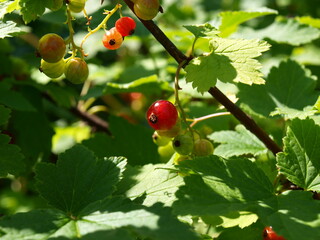 A bunch of red currant - small, sweet red berries. Close-up.
