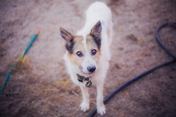 Close-up portrait of a dog with an expressive look into the camera