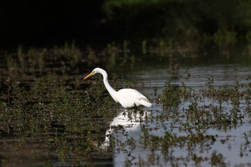 A great White Egret in the water