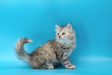 Kitten on a blue background