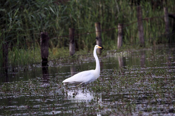 Naklejka na ściany i meble A great White Egret in the water