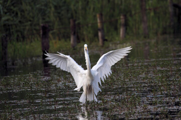 A great White Egret in the water