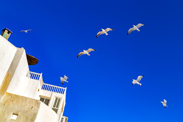 White house,deep blue sky and the fluttering seagulls above the roofs,this is one of typical lovely...