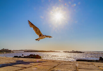 Seagull flying at sunset in Essaouria Harbor