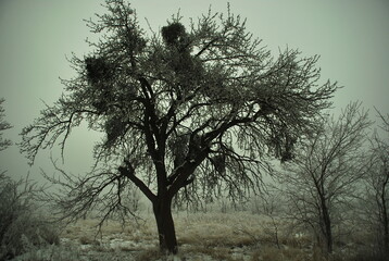 Zimowy zarys przydrożnego drzewa