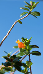 Obraz premium Hypocyrta or Nematanthus against blue sky background