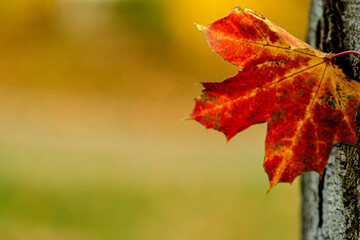 red maple leaf