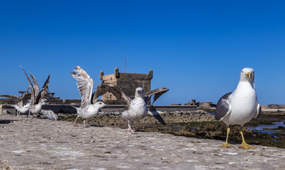 Obraz premium Seagulls in the rampart of Essaouria,Morocco.The Fortress of Castelo Real of Mogador is one of the Unesco World Heritage site.