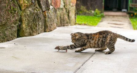 Grey stripped cat hunting the mouse. Young cat catching a mouse.