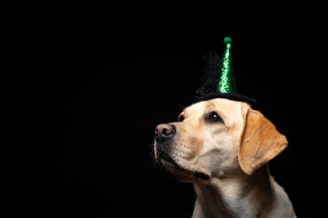 Close-up of a Labrador Retriever dog in a headdress.