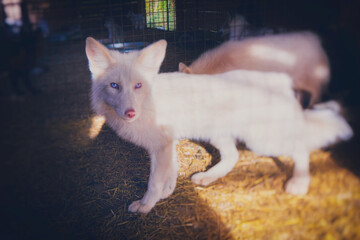Foxes rescued from a fur farm in a temporary shelter