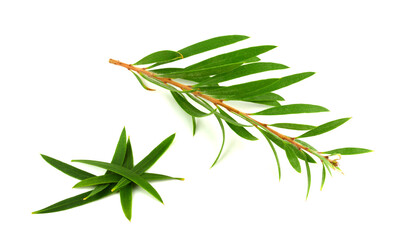 Melaleuca (Tea Tree) with leaves Isolated on White Background. Top View.