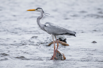 great white heron standing 