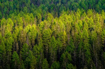 Pine trees in Dolomite , Italy