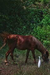 horse and Heron graze in a meadow in India