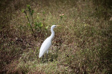great white heron