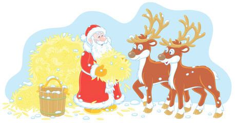 Santa Claus feeding reindeer with tasty hay before his magic journey around the world in the Christmas night, vector cartoon illustration on a white background