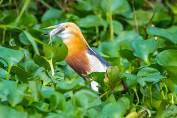 the great egret standing in branch with his prey