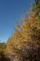 富士山吉田口登山道