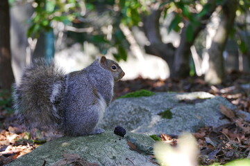 カナダにいる野生のリス