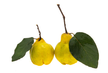 quince isolated