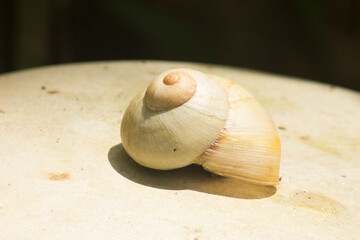shell on the sand